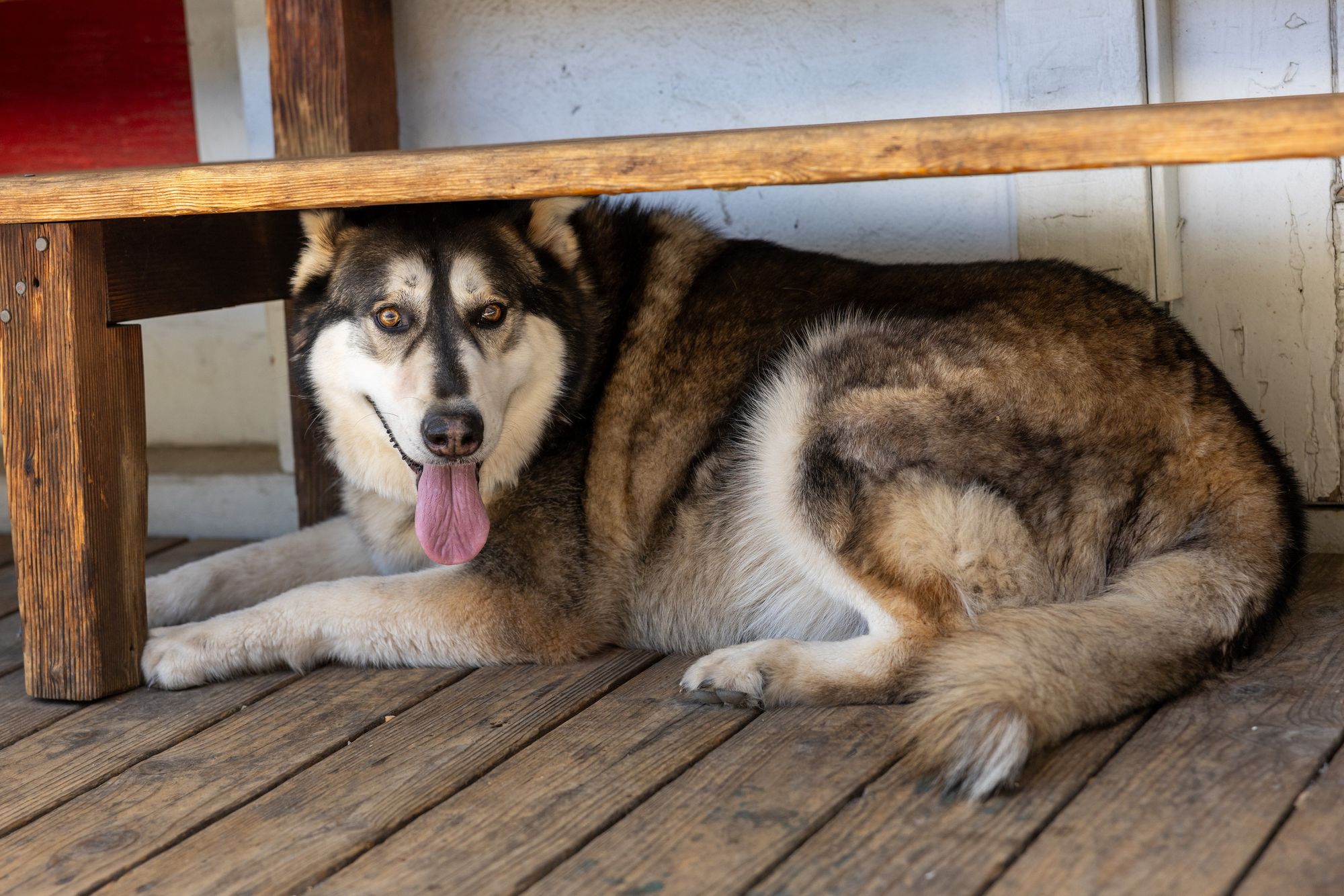 Finn, Ed’s husky, under the Downieville Grocery bench bearing Ed’s plaque
