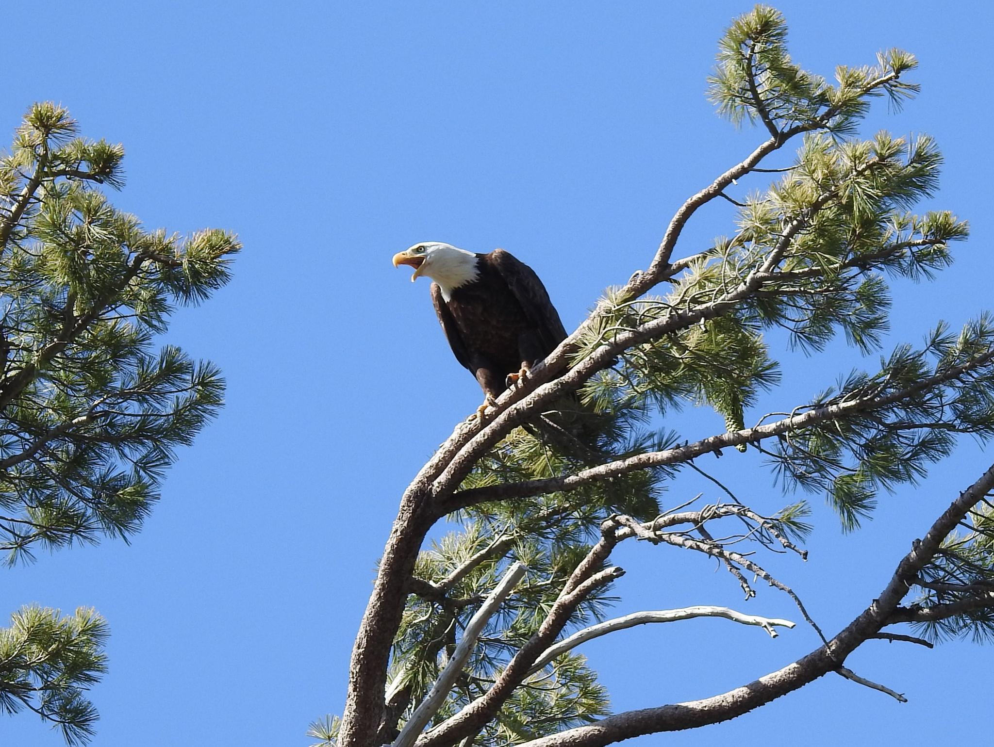 A photo of an adult bald eagle above the eaglets at the Wyandotte Campground, shared by Plumas National Forest.