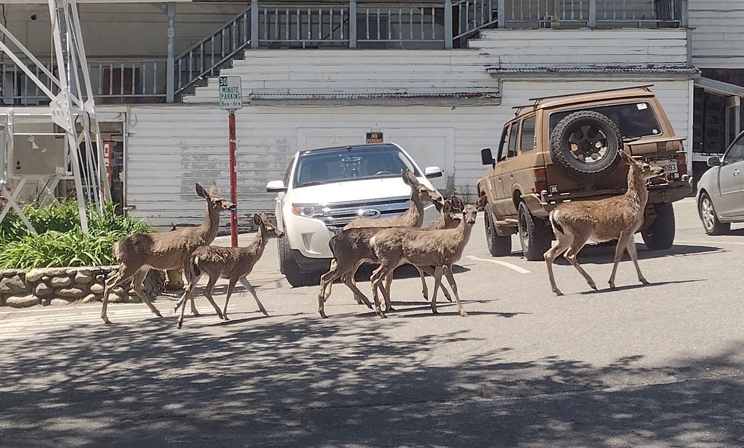 Deer near the Downieville bell tower