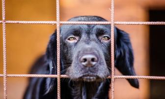 Lassen County Animal Shelter Halts Adoptions of Unaltered Animals