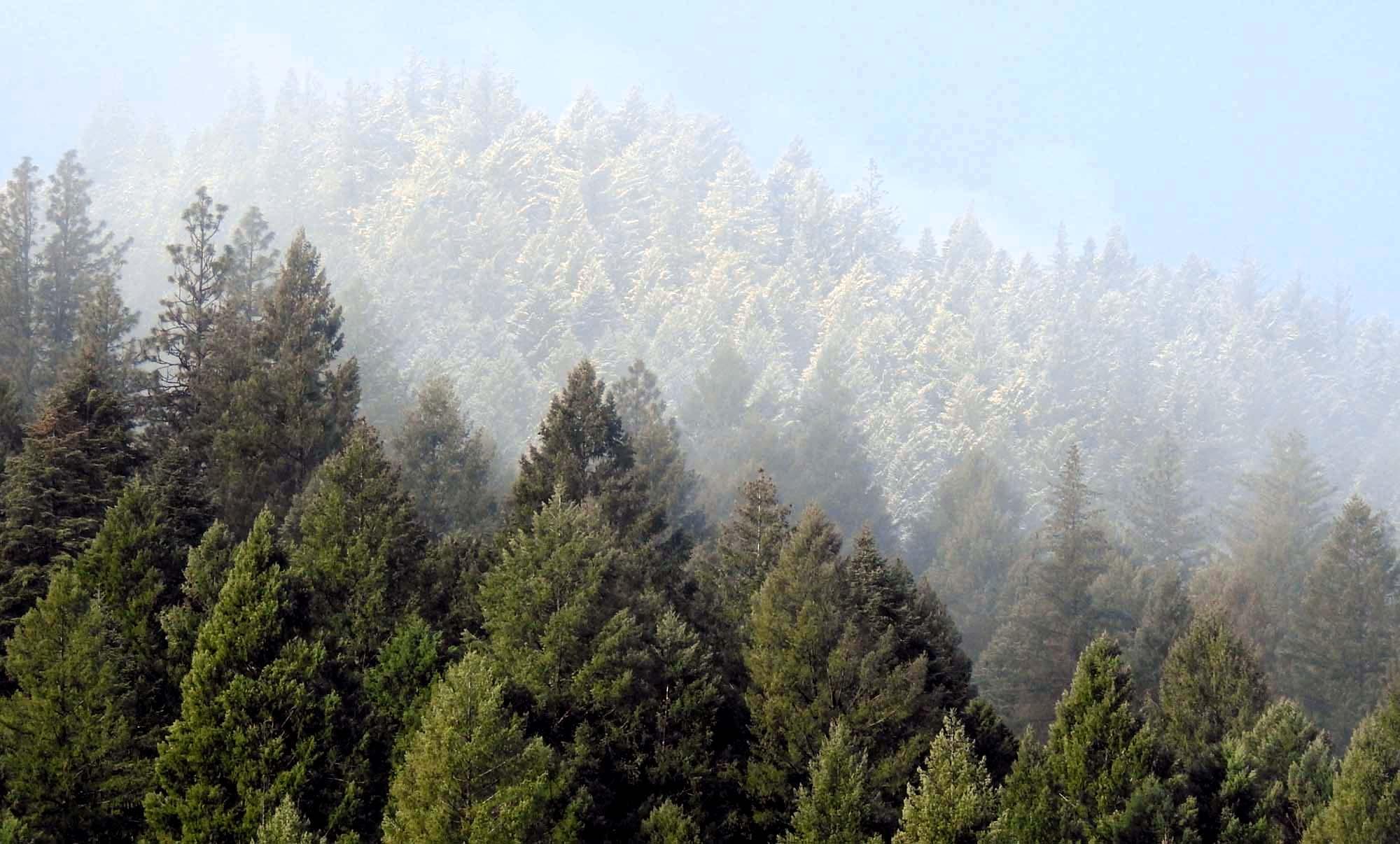 Light snow on the Ridgetop