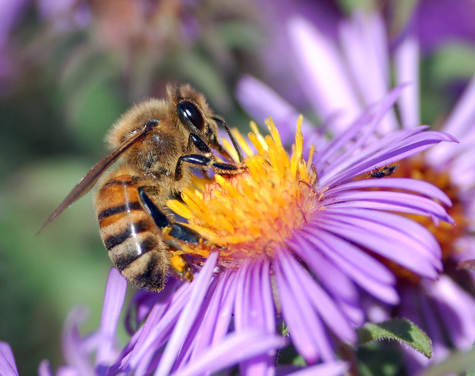 A western honey bee extracts nectar from a flower.