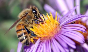 AB 1042 to Establish Managed Honeybee Health Program