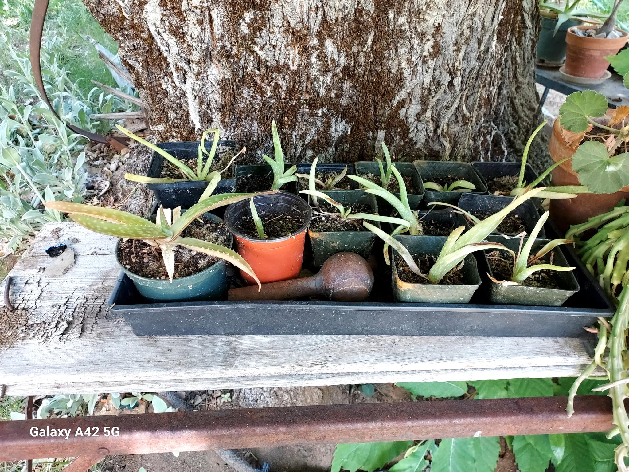 “Been Frozen” Aloe Vera Plants in the author’s yard. June 2, 2025