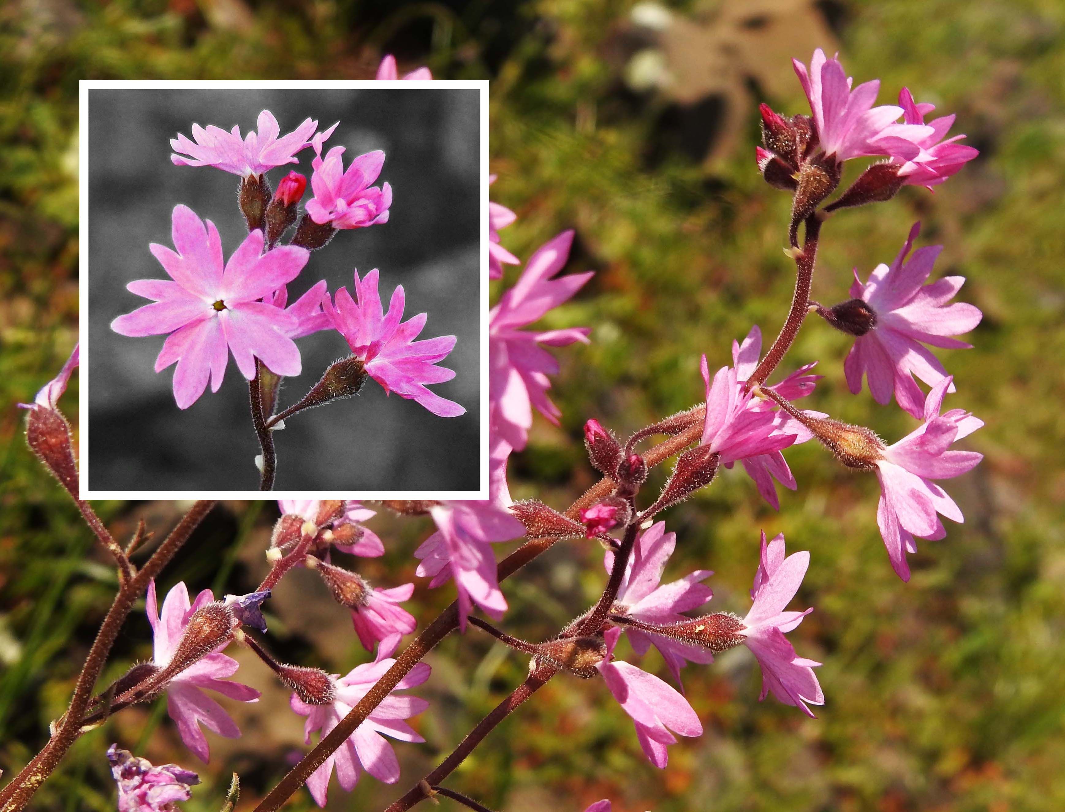 Prairie Woodland Star — Lithophragma parviflorum var. trifoliatum