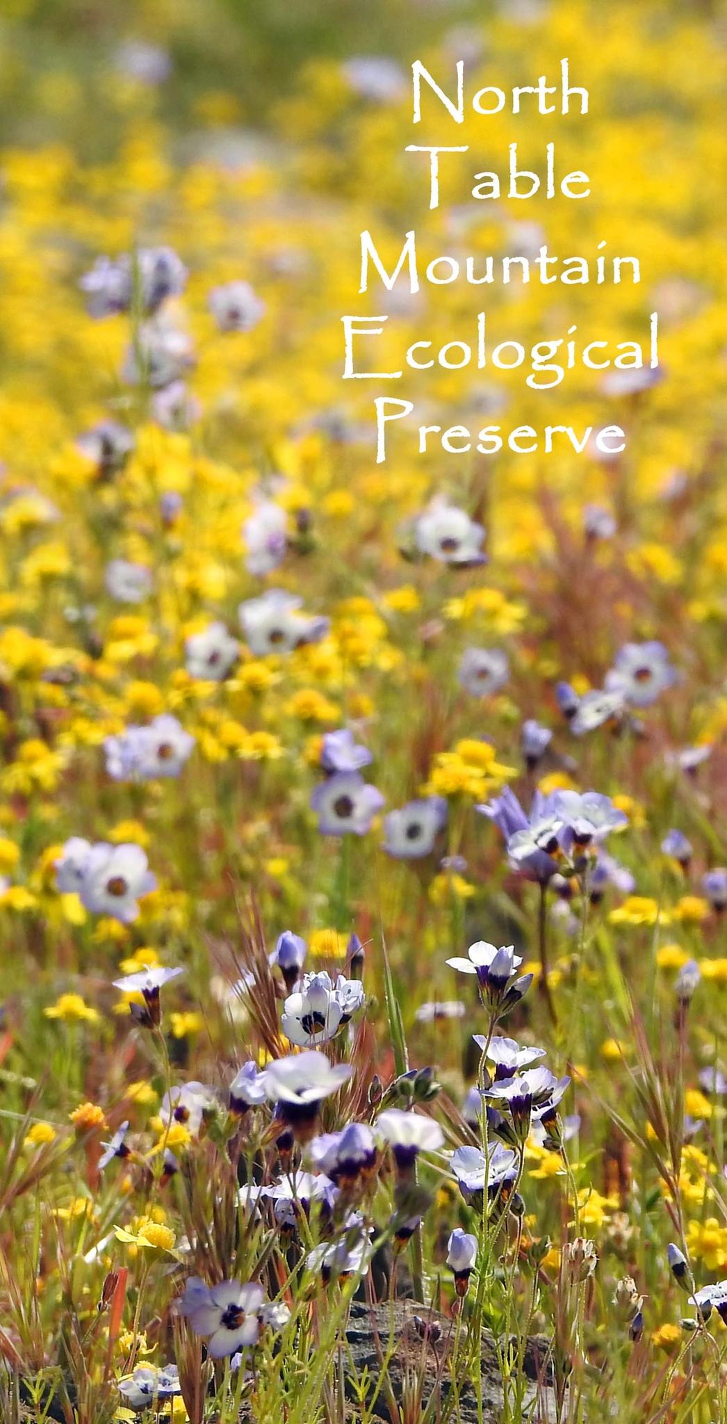Bird’s-eye Gilia and Goldfields