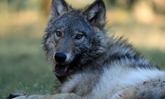 Senate Committee Advances Wildlife Coexistence Bill