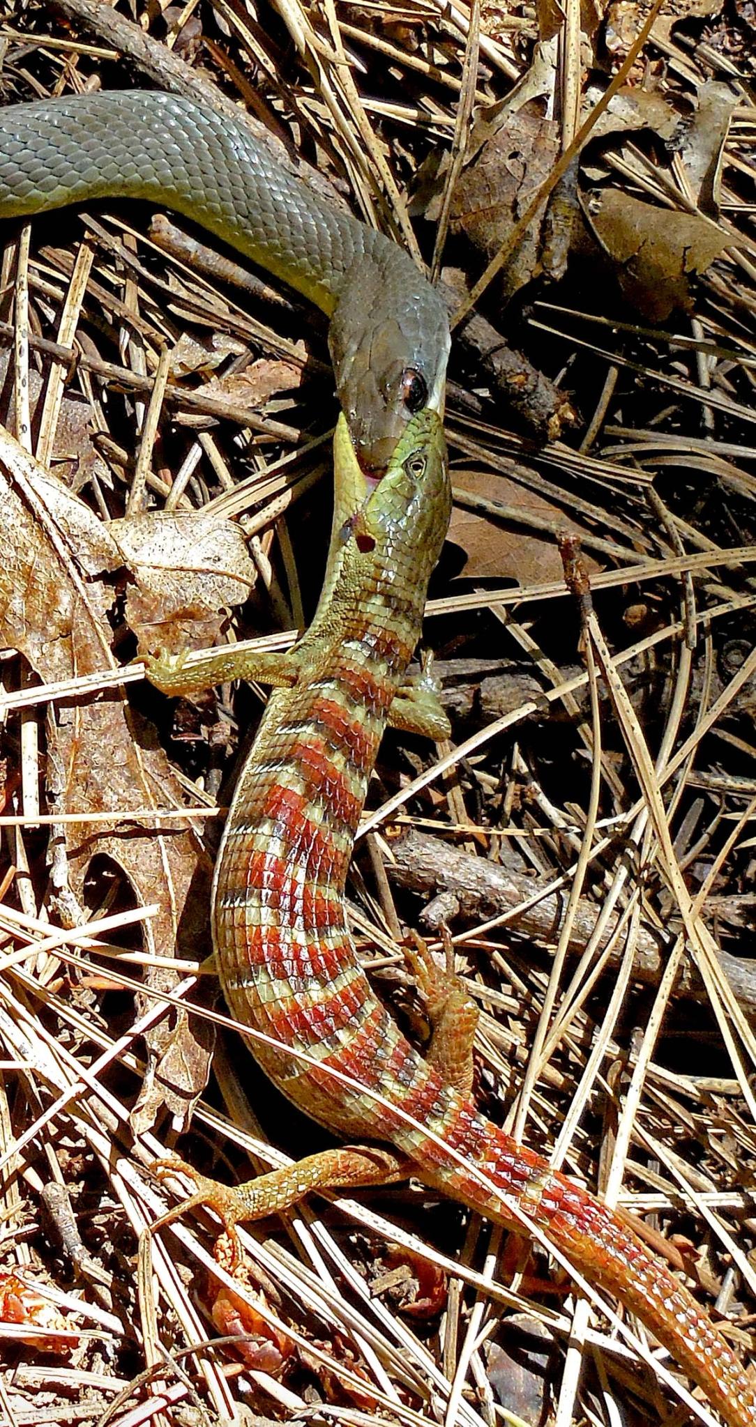Yellow-bellied Racer and a Sierra Alligator Lizard in Battle! Photo by Carl Butz.