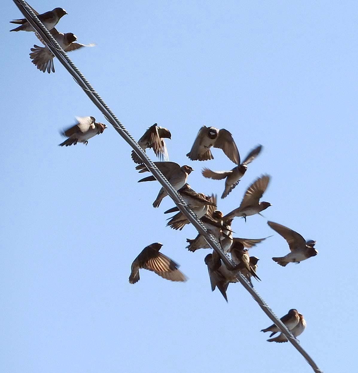 Cliff Swallows — Tachycineta bicolor