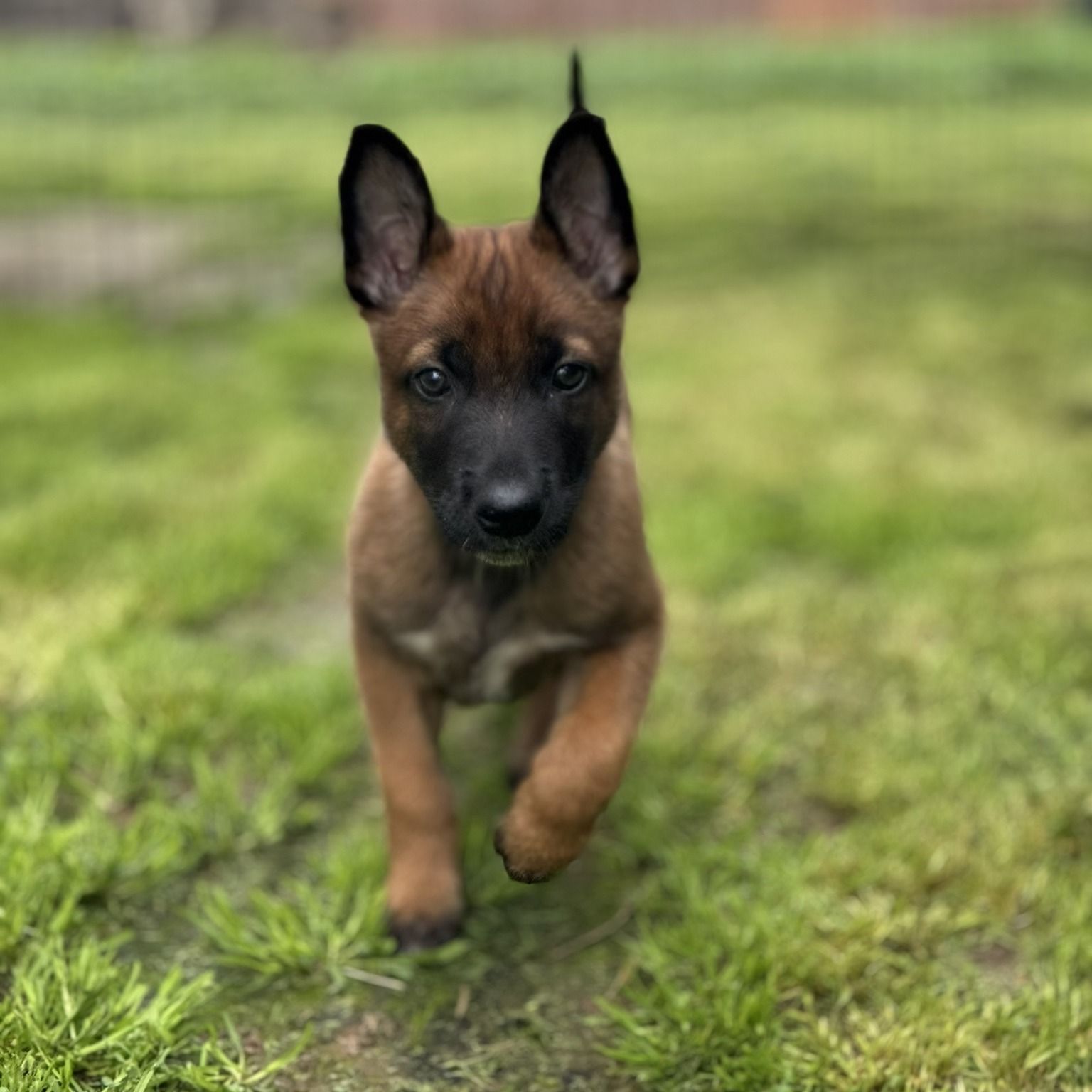 K9 Lambo as a puppy. Credit: Nevada County Sheriff’s Office.