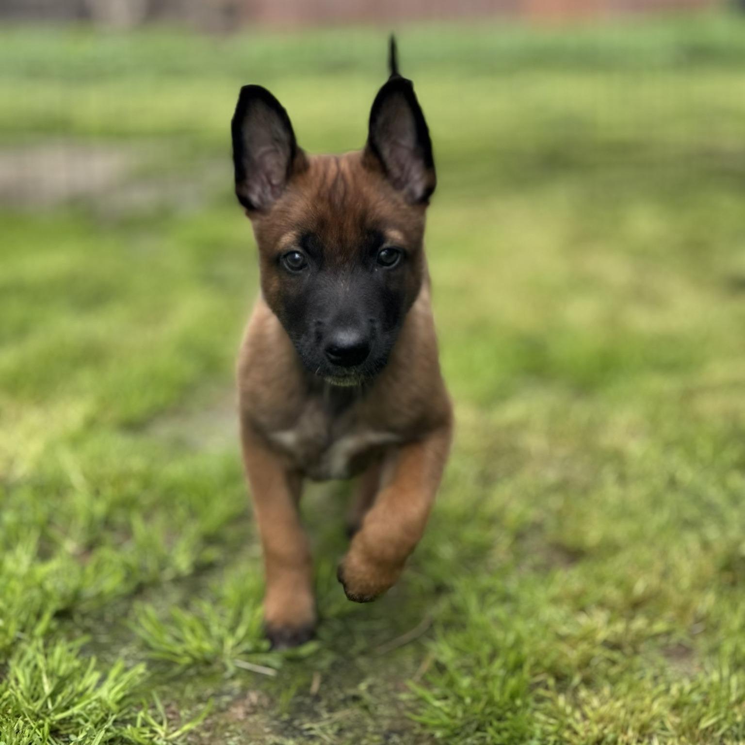 K9 Lambo as a puppy. Credit: Nevada County Sheriff’s Office.