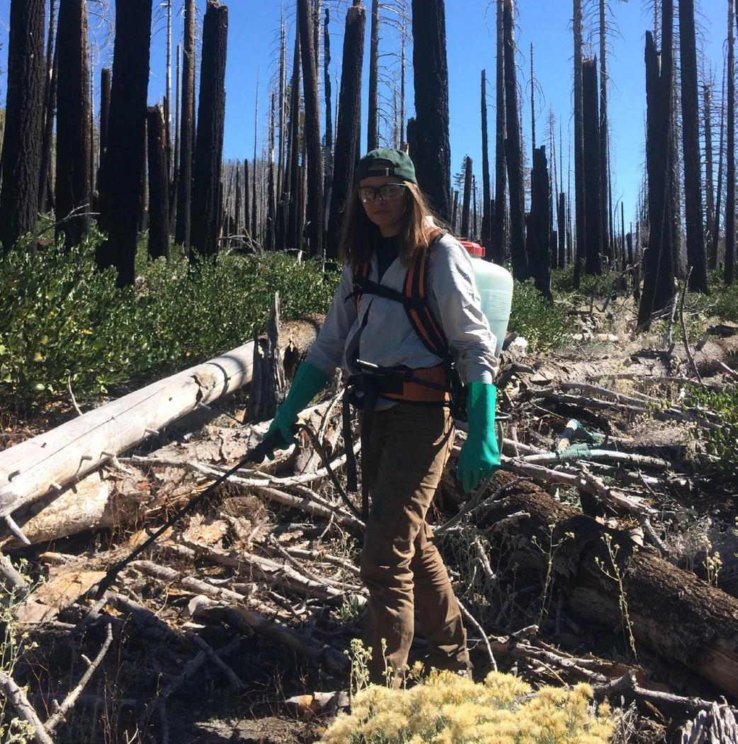 A Lassen Volcanic National Park invasive plant crewmember sprays for Bull Thistle in the Reading Fire burn area. Photo: National Park Service.