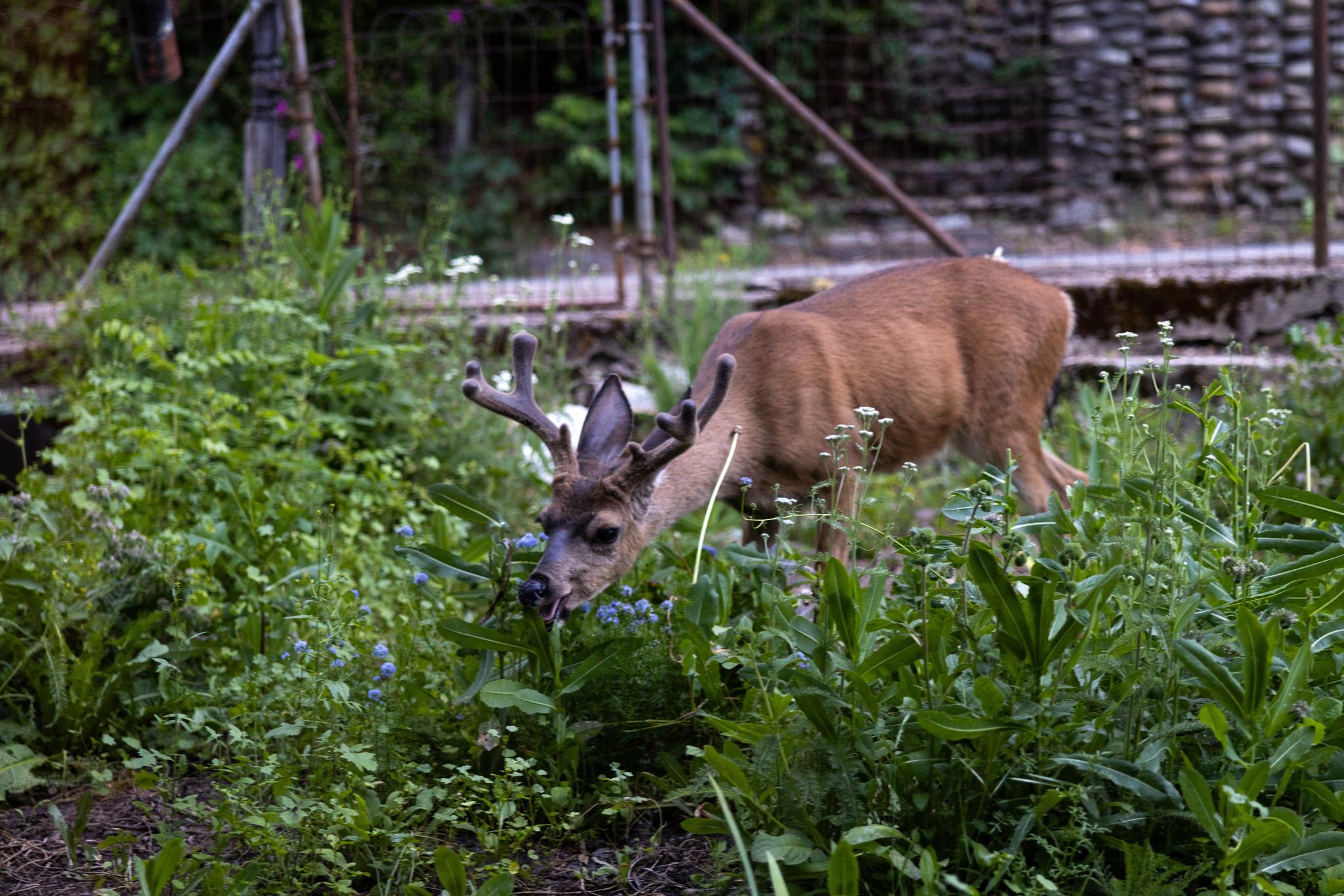 Wolves, for which the fuels reduction projects were stopped, may have an effect on the deer population as their numbers increase. This buck, spotted in a Downieville yard on Tuesday, is not currently being chased by one.