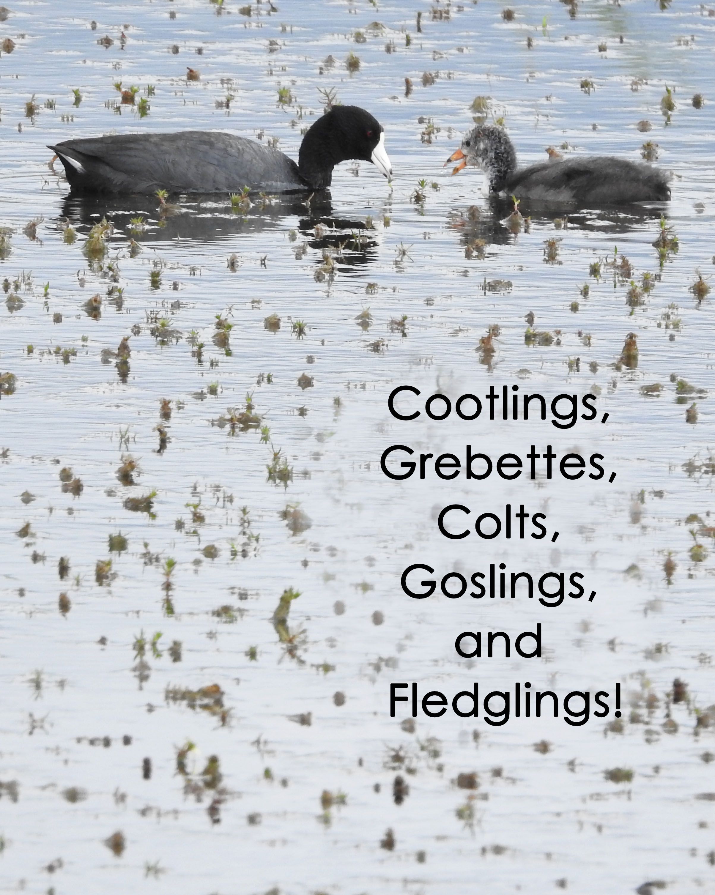 American Coot and cootling — Fulica americana