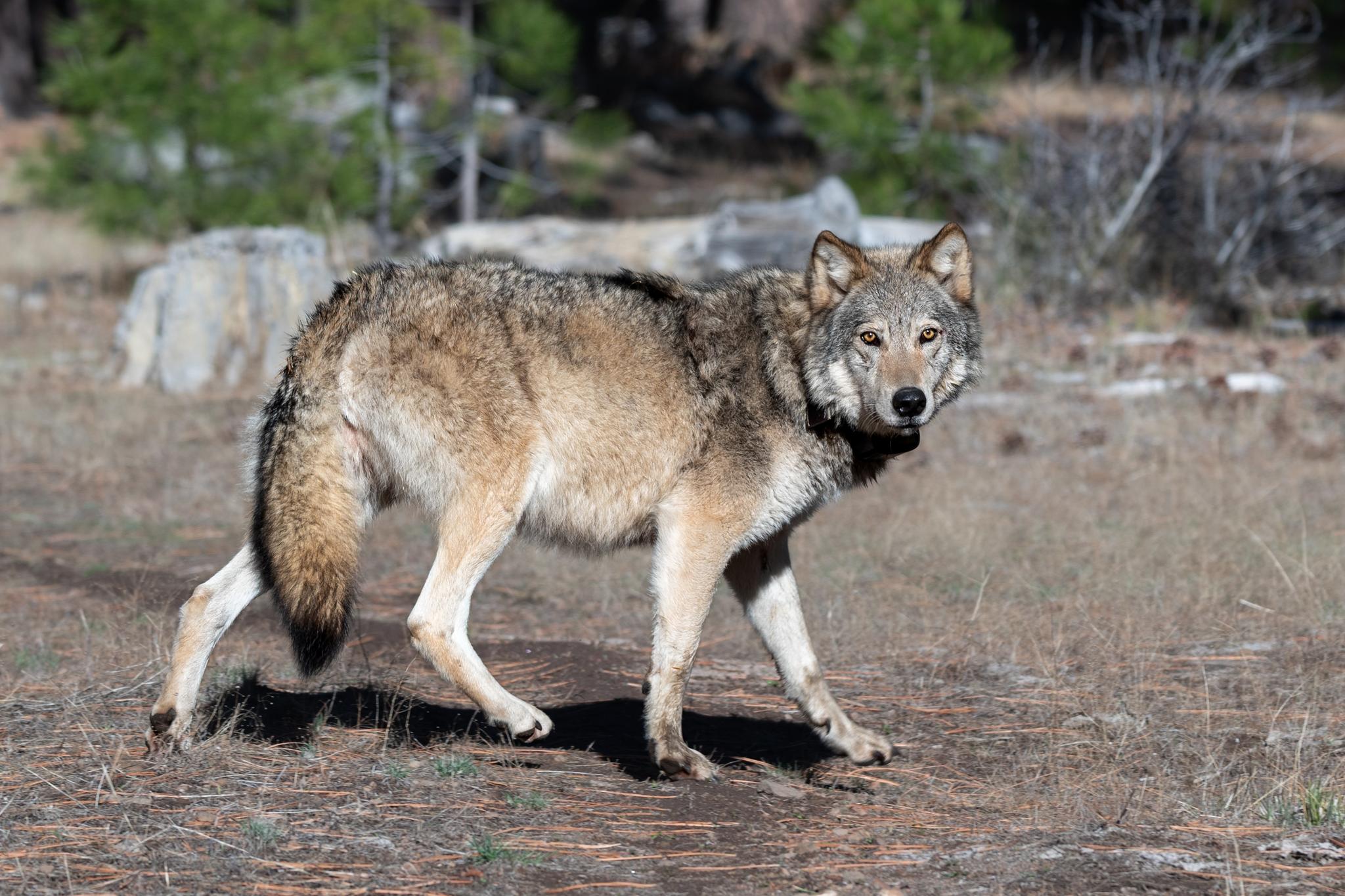 A gray wolf returns to the wild sporting a new satellite collar. Credit: CDFW.