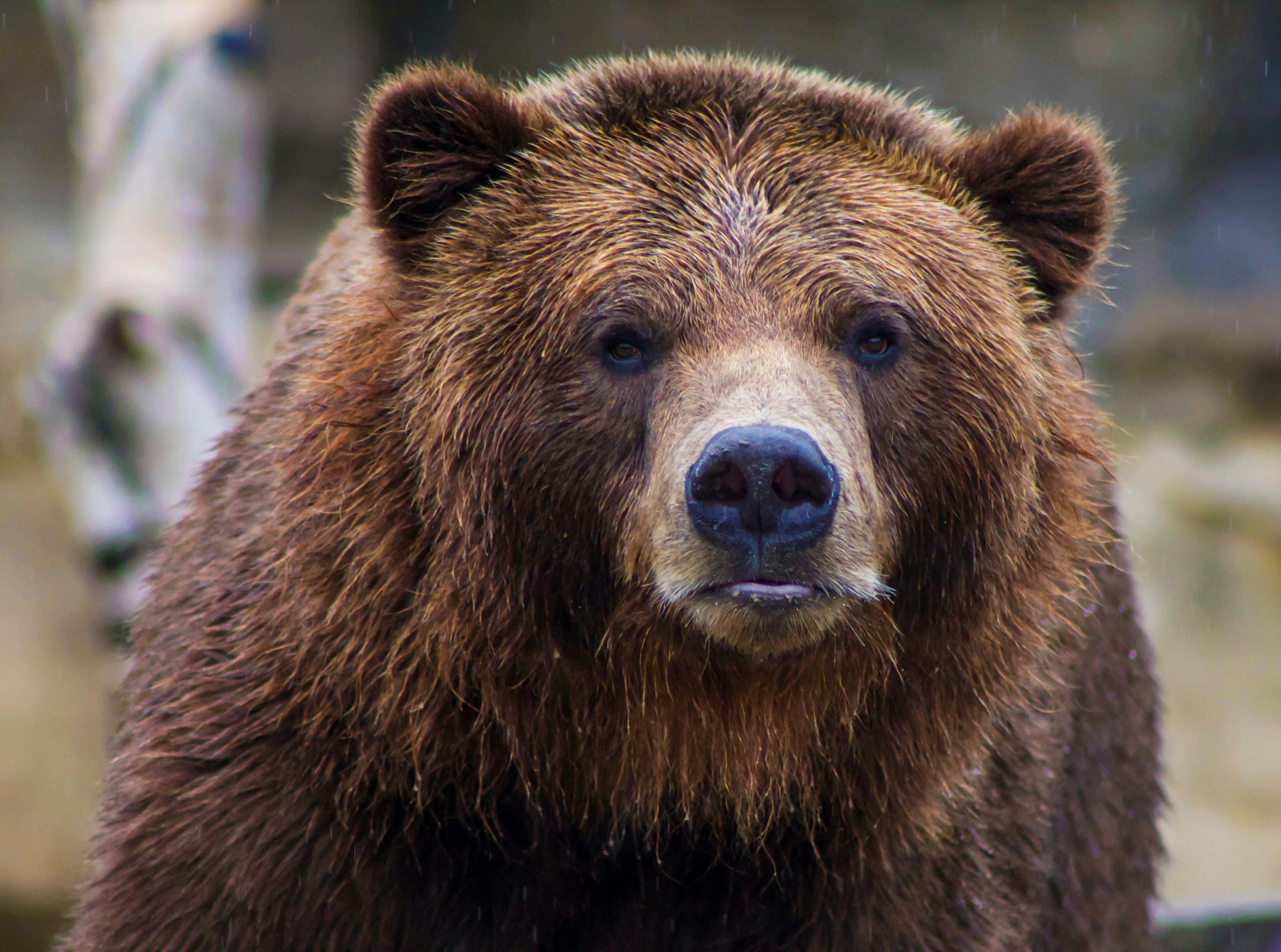 Supervisors Press Case Against Grizzly Return Study Bill