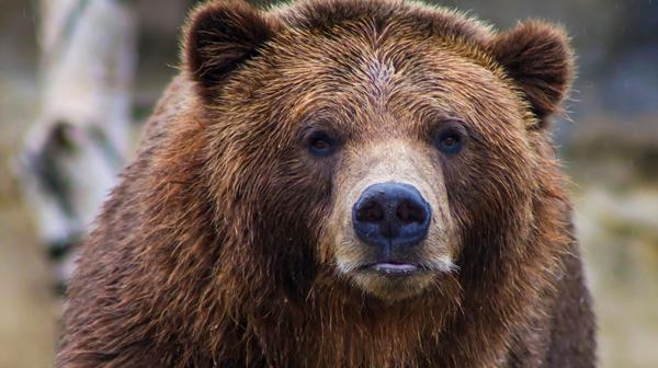 Supervisors Press Case Against Grizzly Return Study Bill