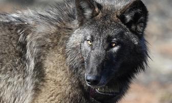 Bill Dropping Penalties for Killing Endangered Animals in Self-Defense Advances