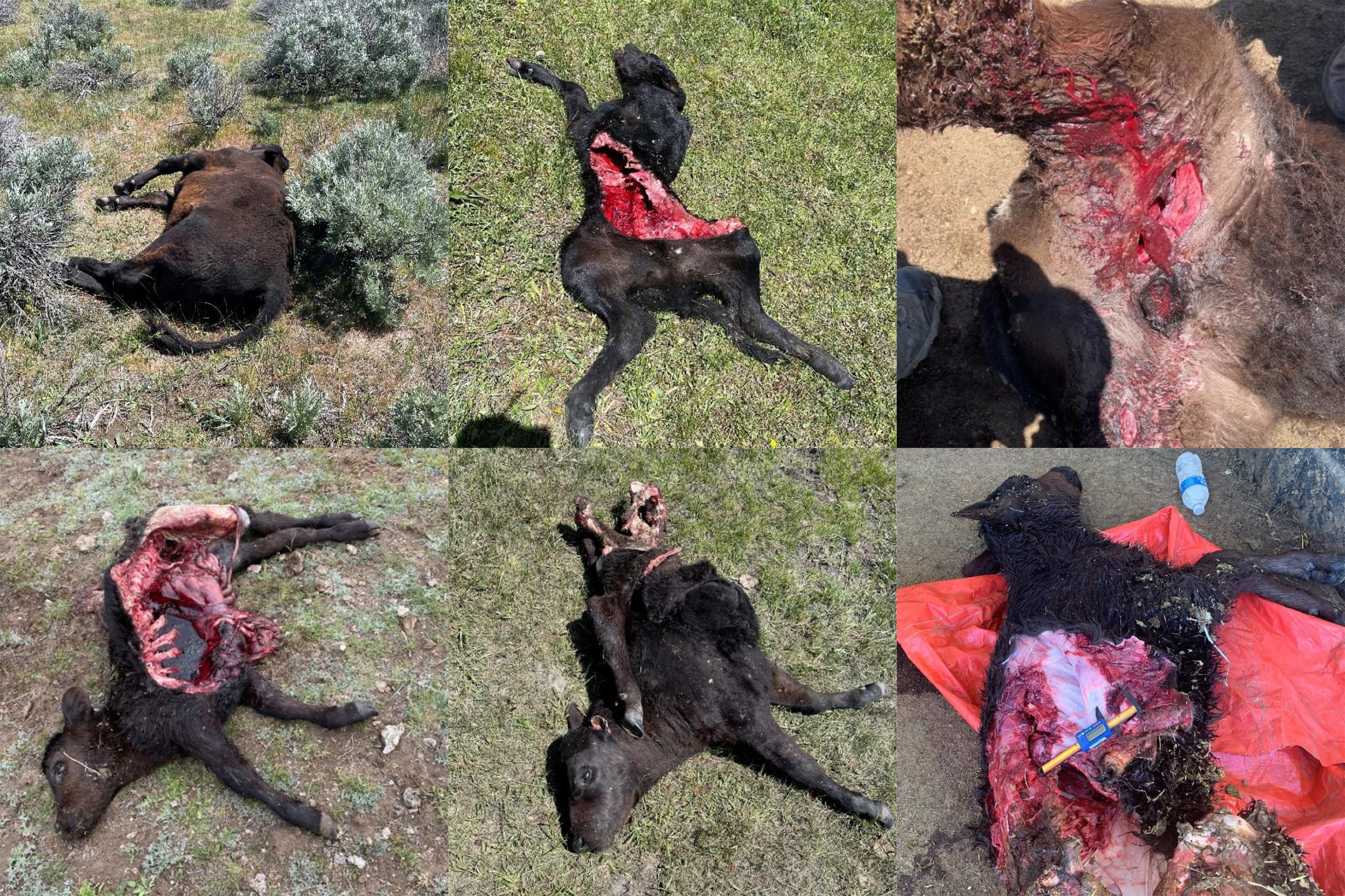 Photographs released by CDFW of some of the confirmed wolf depredations in the Sierra Valley since May 5.
