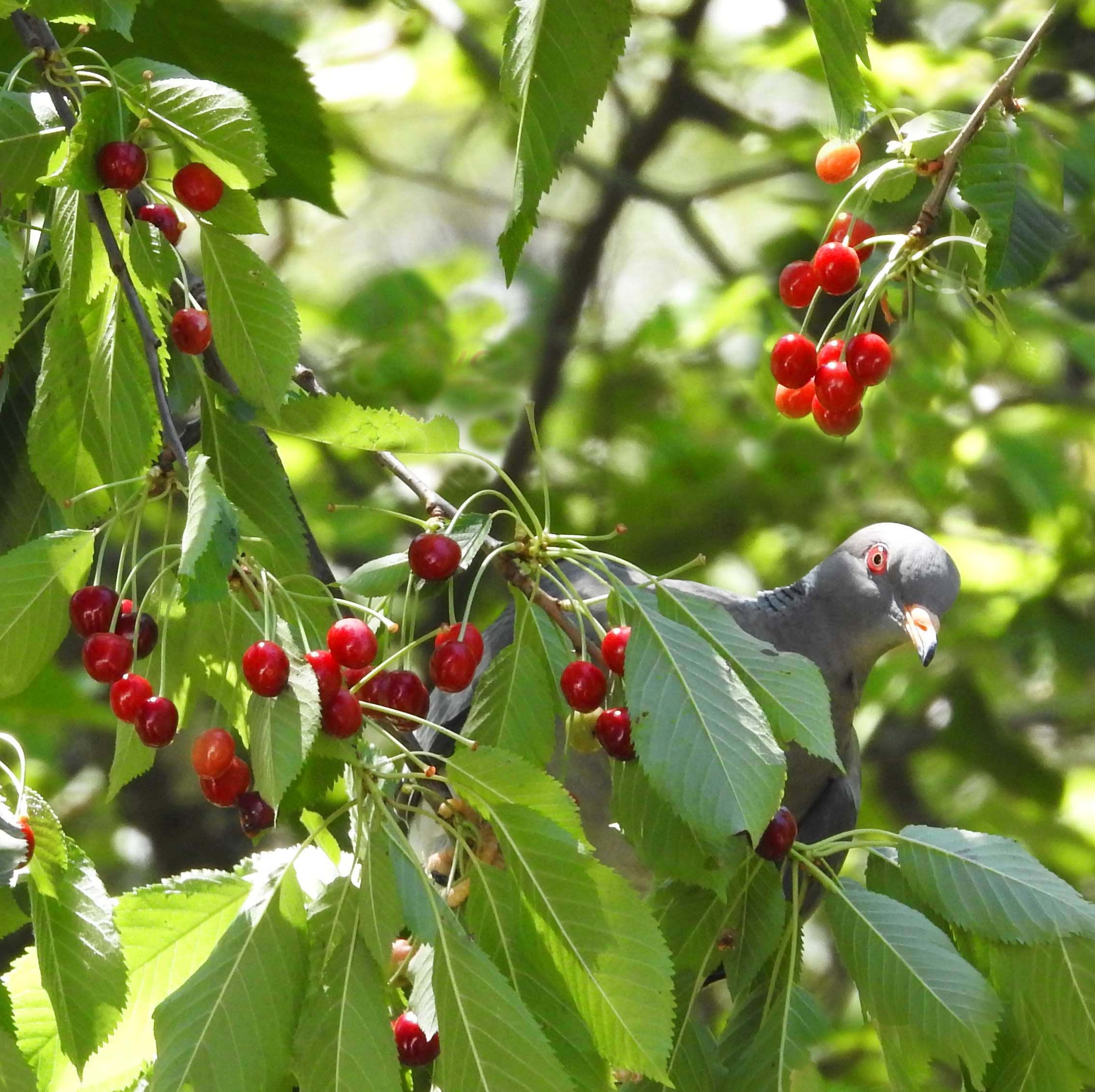 Band-tailed Pigeon in Cherries! — Columbia fasciata