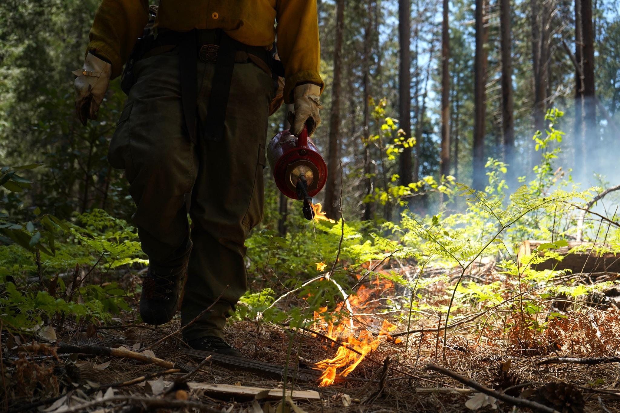 A Forest Service crew member ignites a prescribed fire. Photo by Julia Bonney, Forest Service.