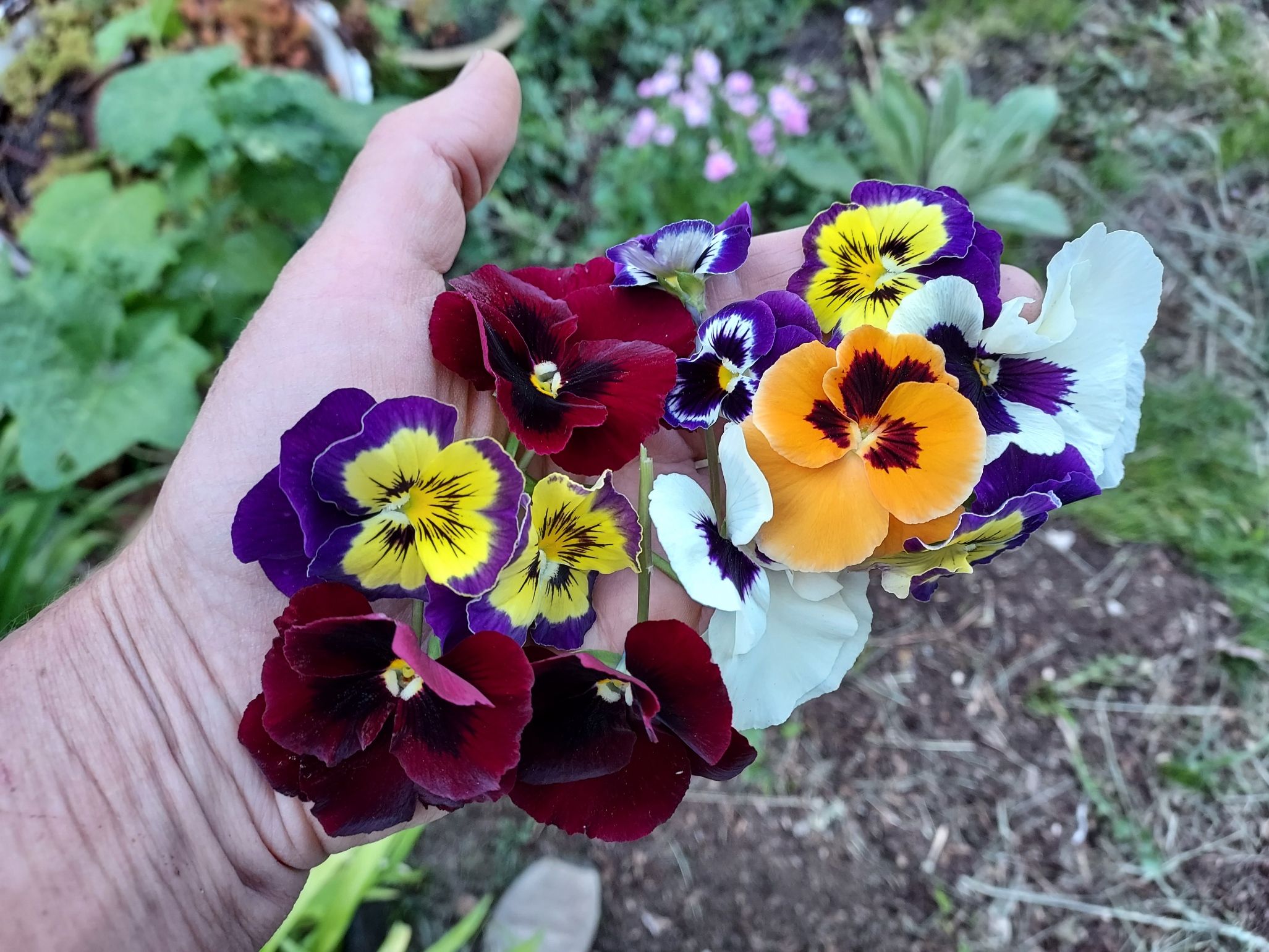 The miracle of life surrounds us daily, but we have to look to see it. I wish this for you.