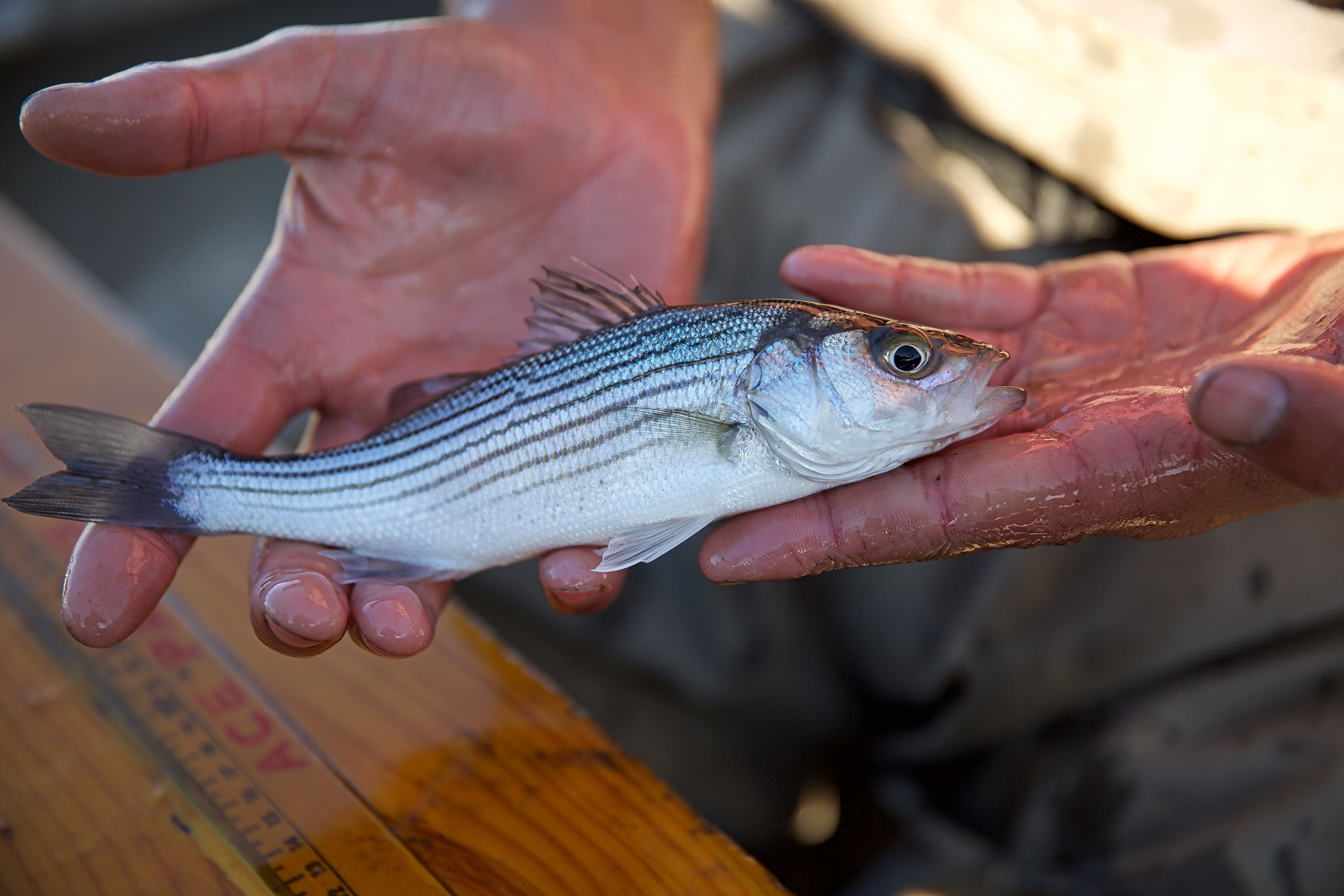 California Decides Against Setting Striped Bass Upper Size Limit