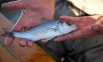 California Decides Against Setting Striped Bass Upper Size Limit