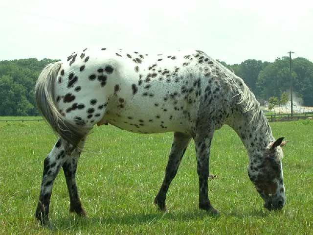 An Appaloosa horse