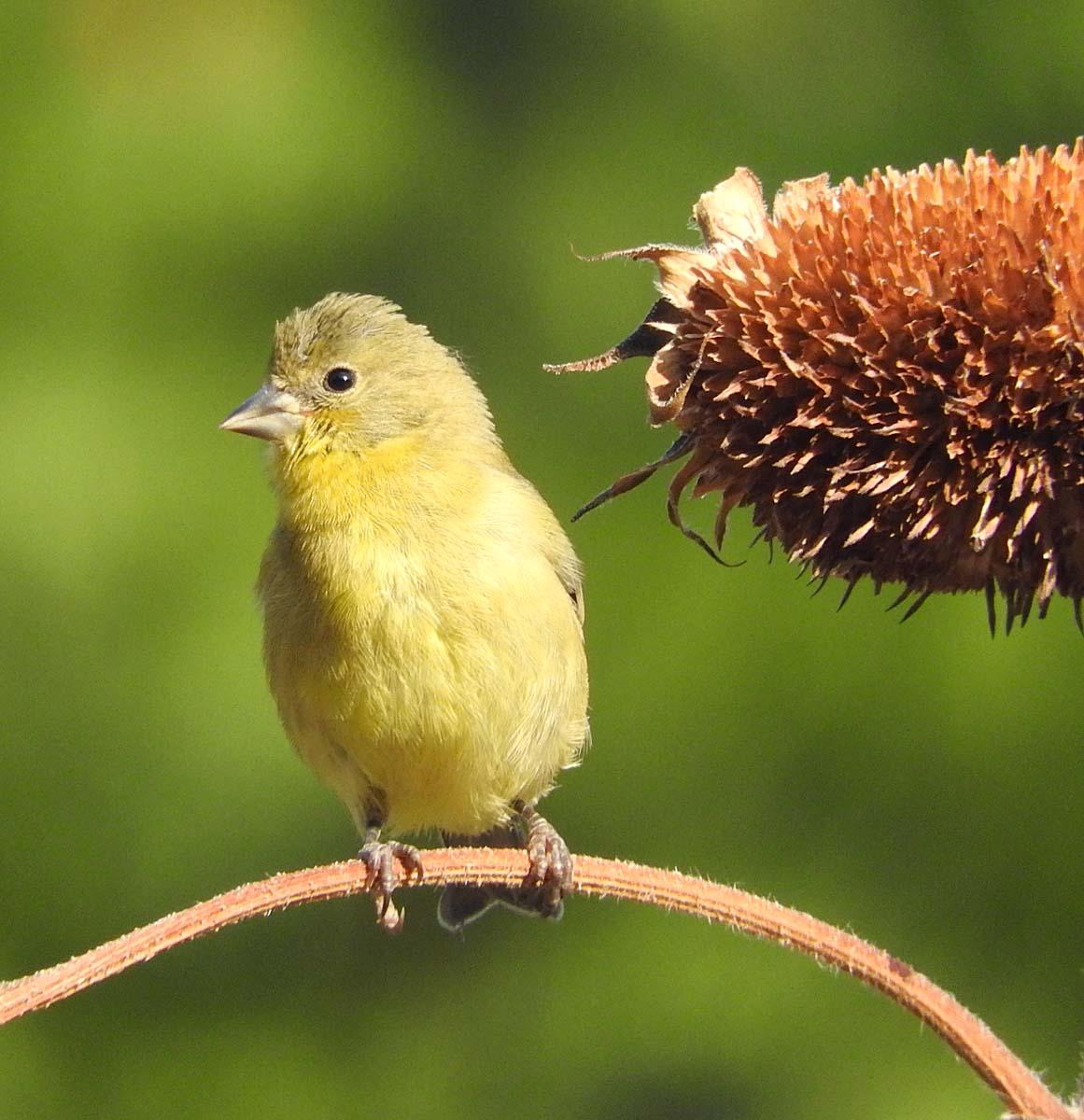 Lesser Goldfinch (female) — Carduelis psaltria