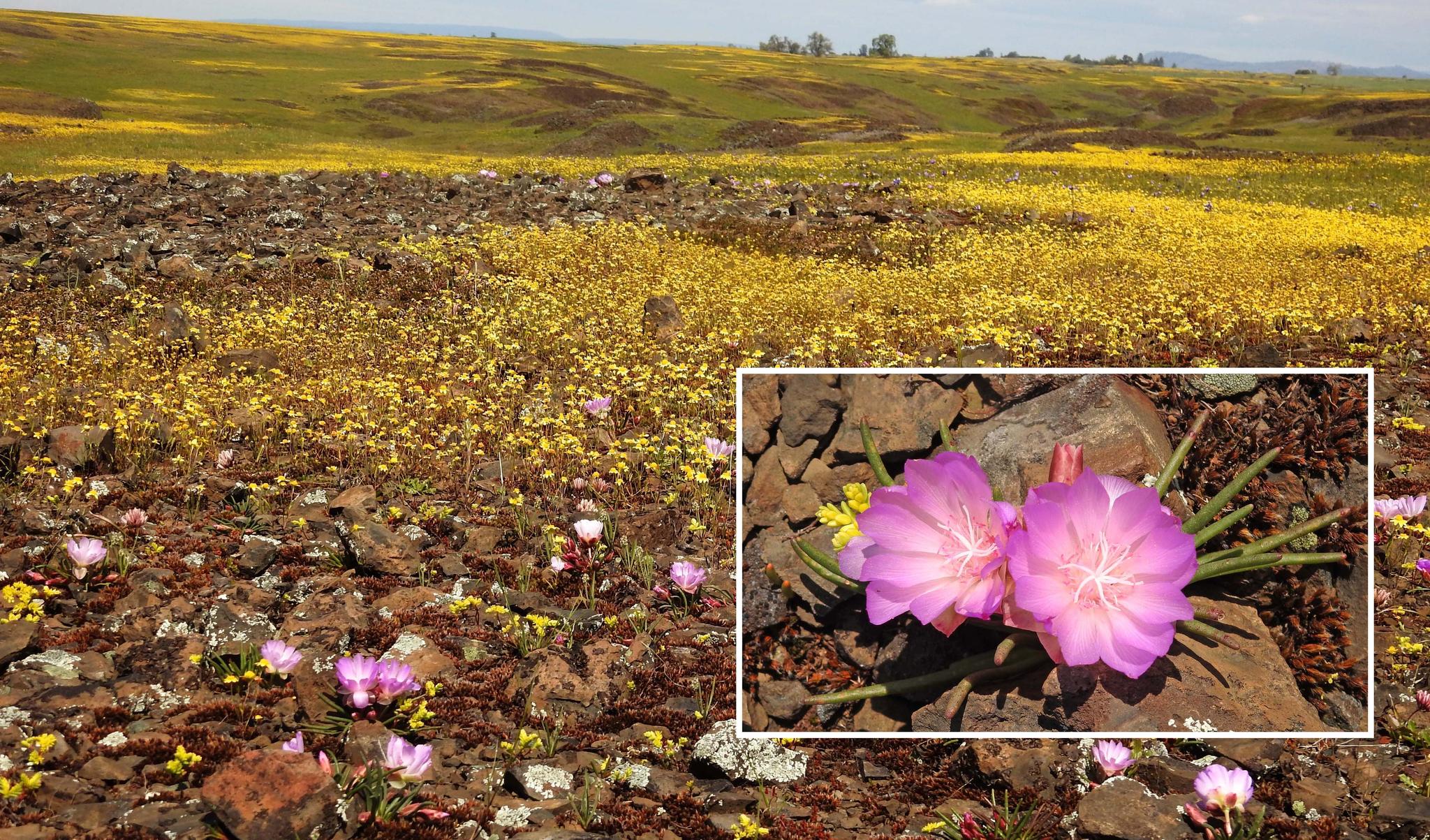 Bitterroot and Goldfields