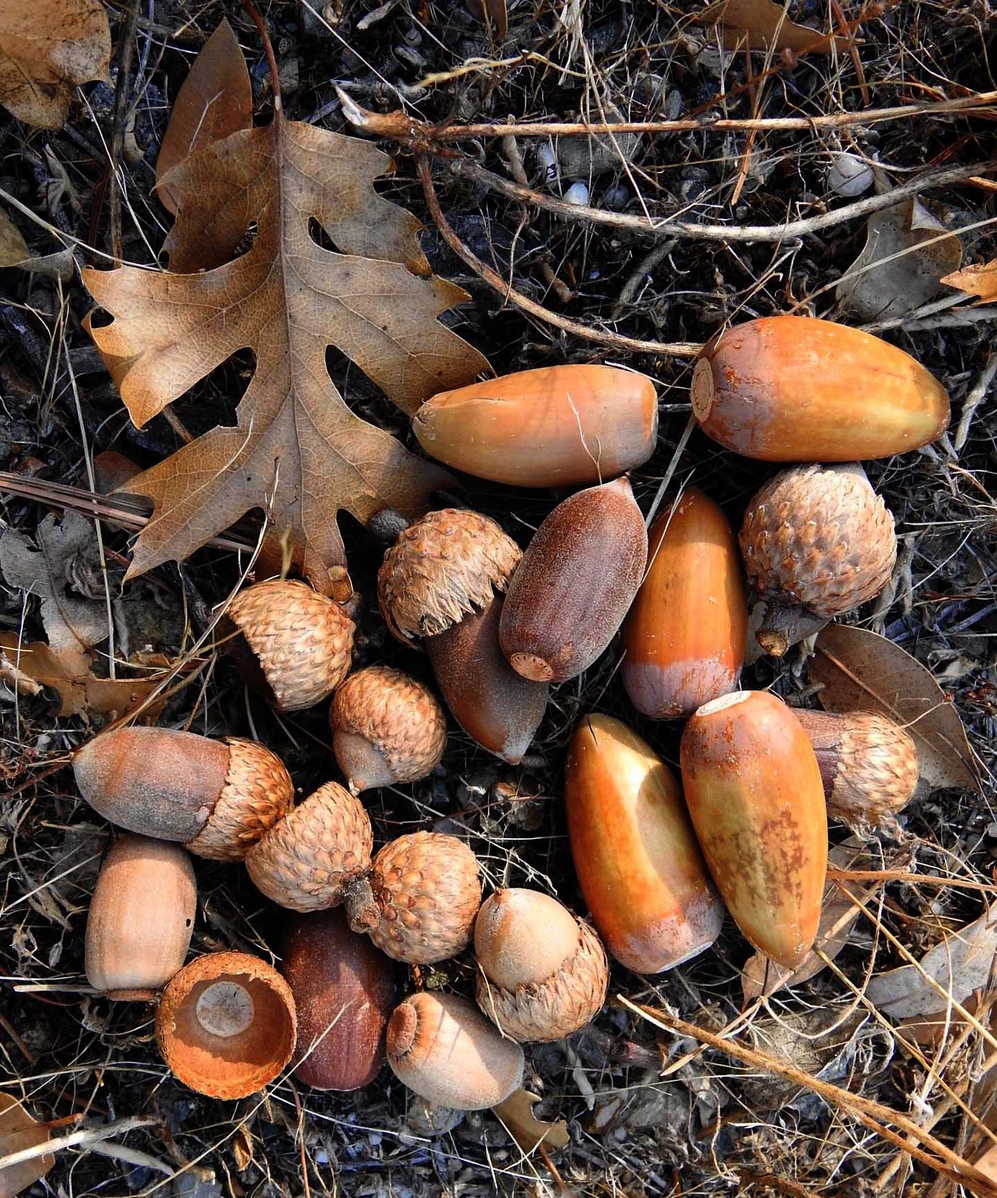 California Black Oaks — Quercus kelloggii