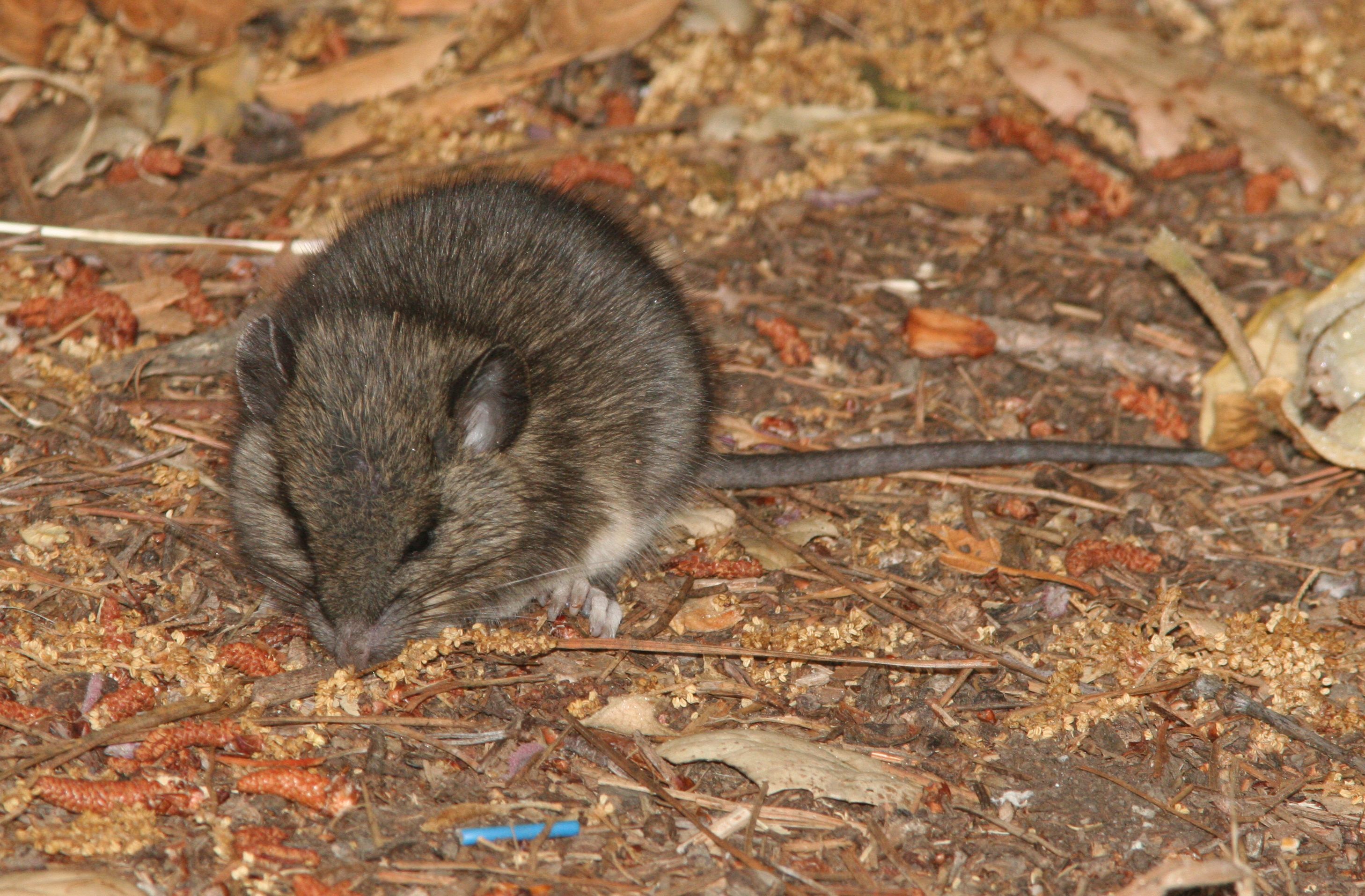 Hantavirus is carried most commonly by deer mice and can be caught when cleaning out enclosed spaces where mice have been.