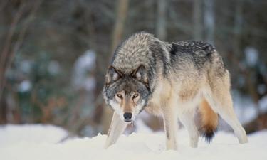 ‘Grizzly’ Wolf Pack Discovered, Beyem Seyo Inactive