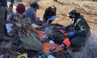 CDFW Collars Five Gray Wolves in Northern California Operation