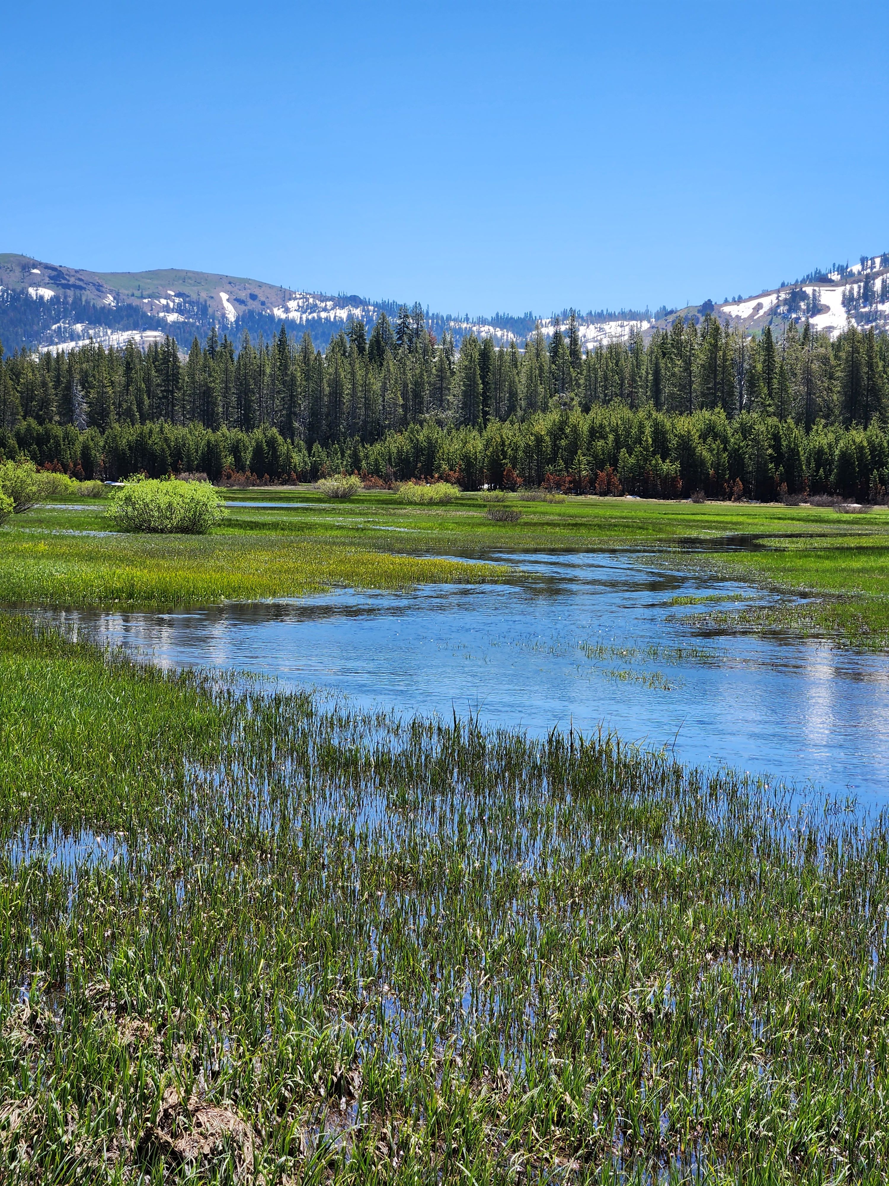 Overlooking Van Norden Meadow after Phase 1 restoration work