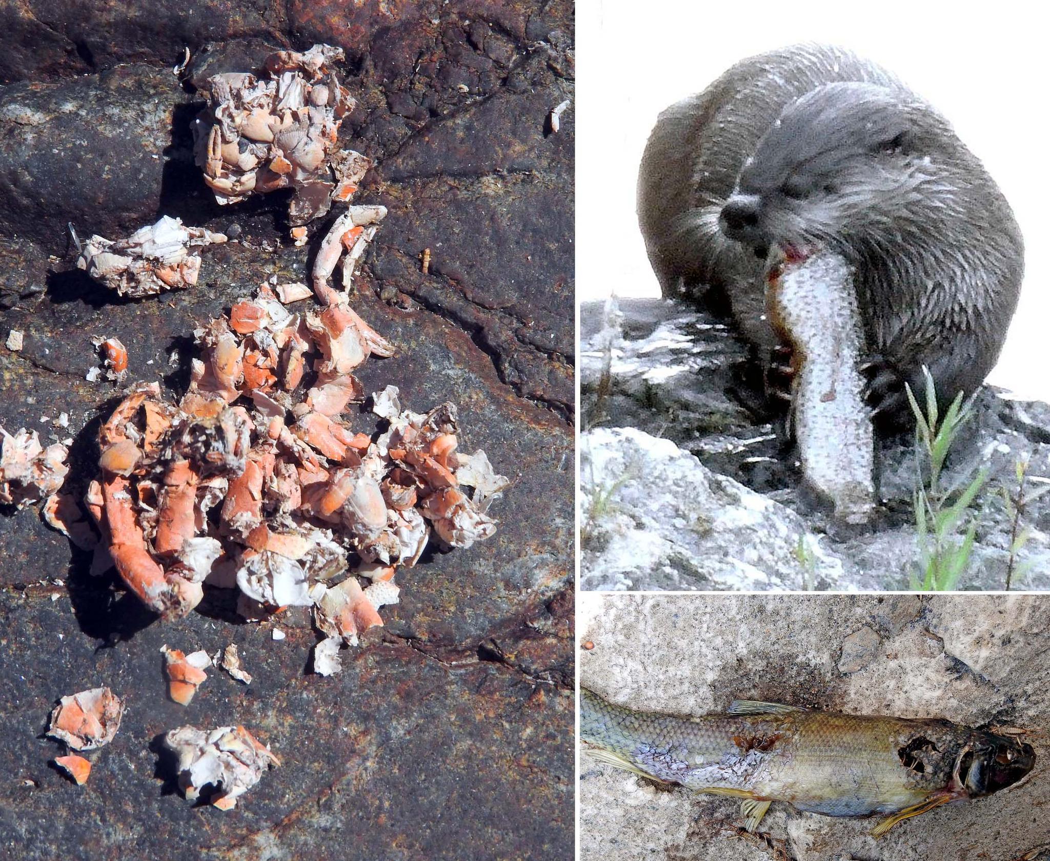 River Otter scat containing Signal Crayfish parts