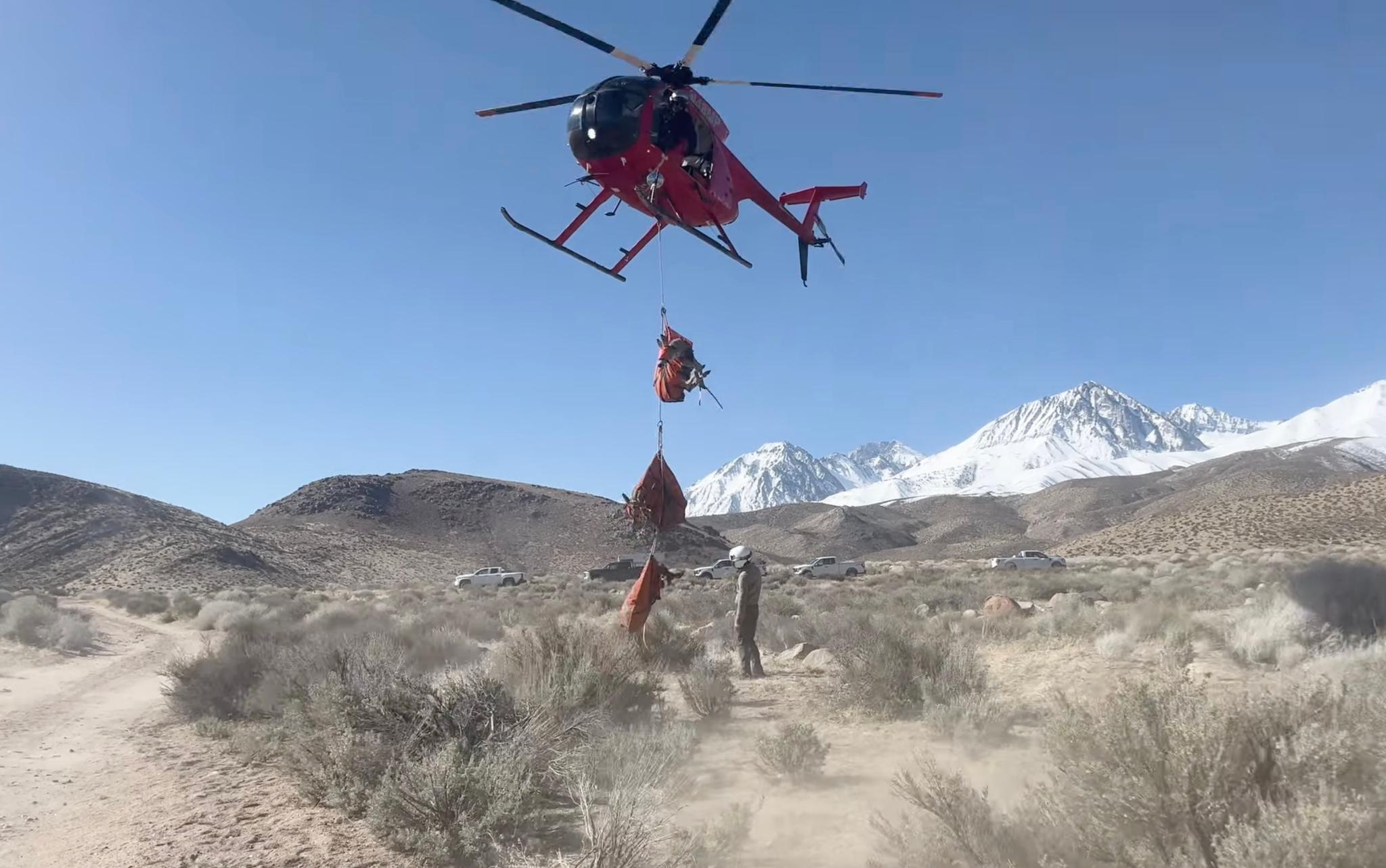 The CDFW transports captured mule deer by helicopter during a collaring effort earlier this year. Credit: CDFW.