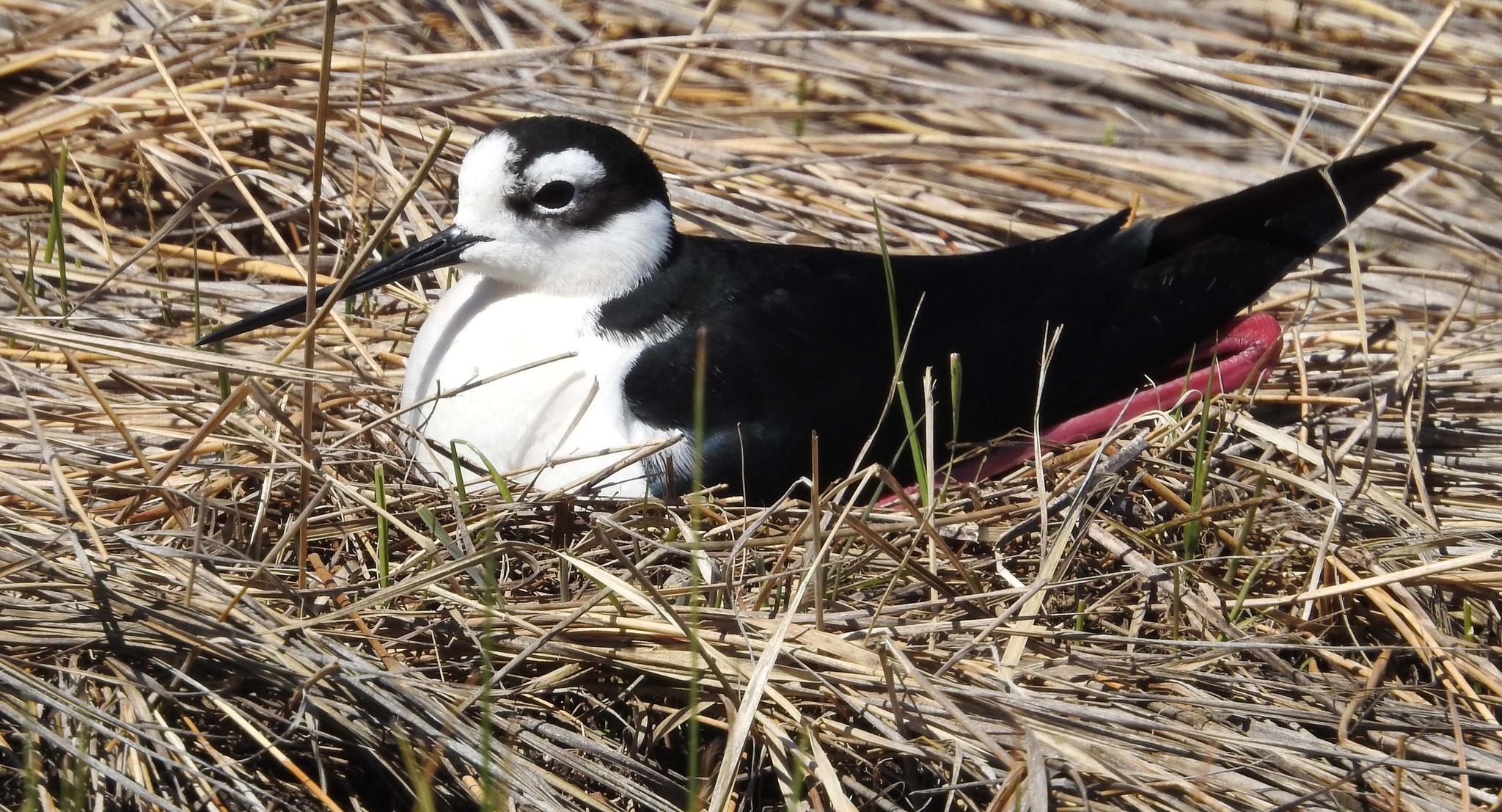 Black-necked Stilts (adult) — Himantopus mexicanus