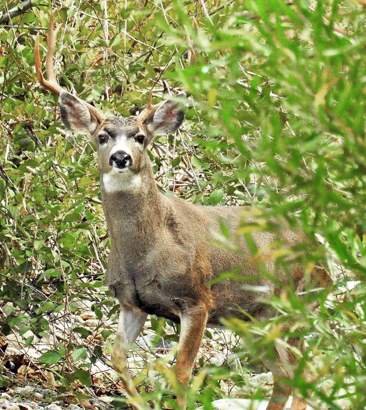 Mammals in the Rain — Part 2