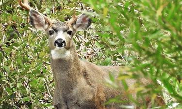 Mammals in the Rain — Part 2