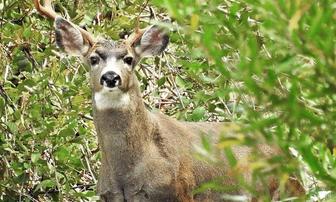 Mammals in the Rain — Part 2