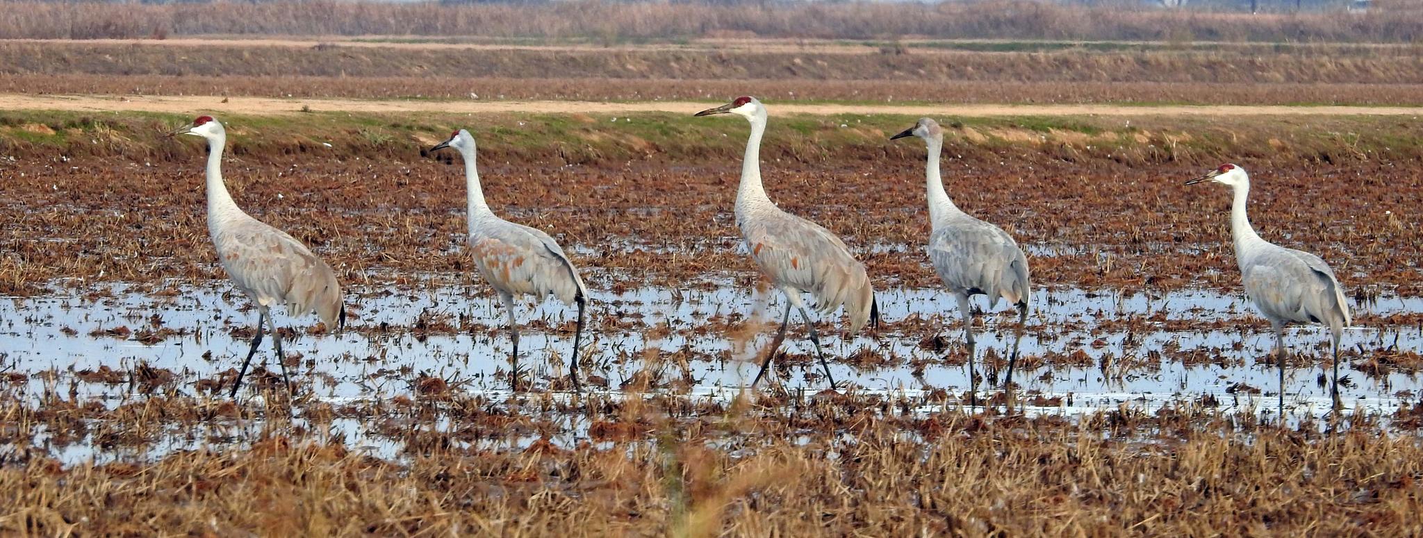 Sandhill Cranes — Antigone canadensis