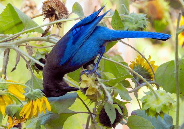 Steller’s Jay — Cyanocitta stelleri