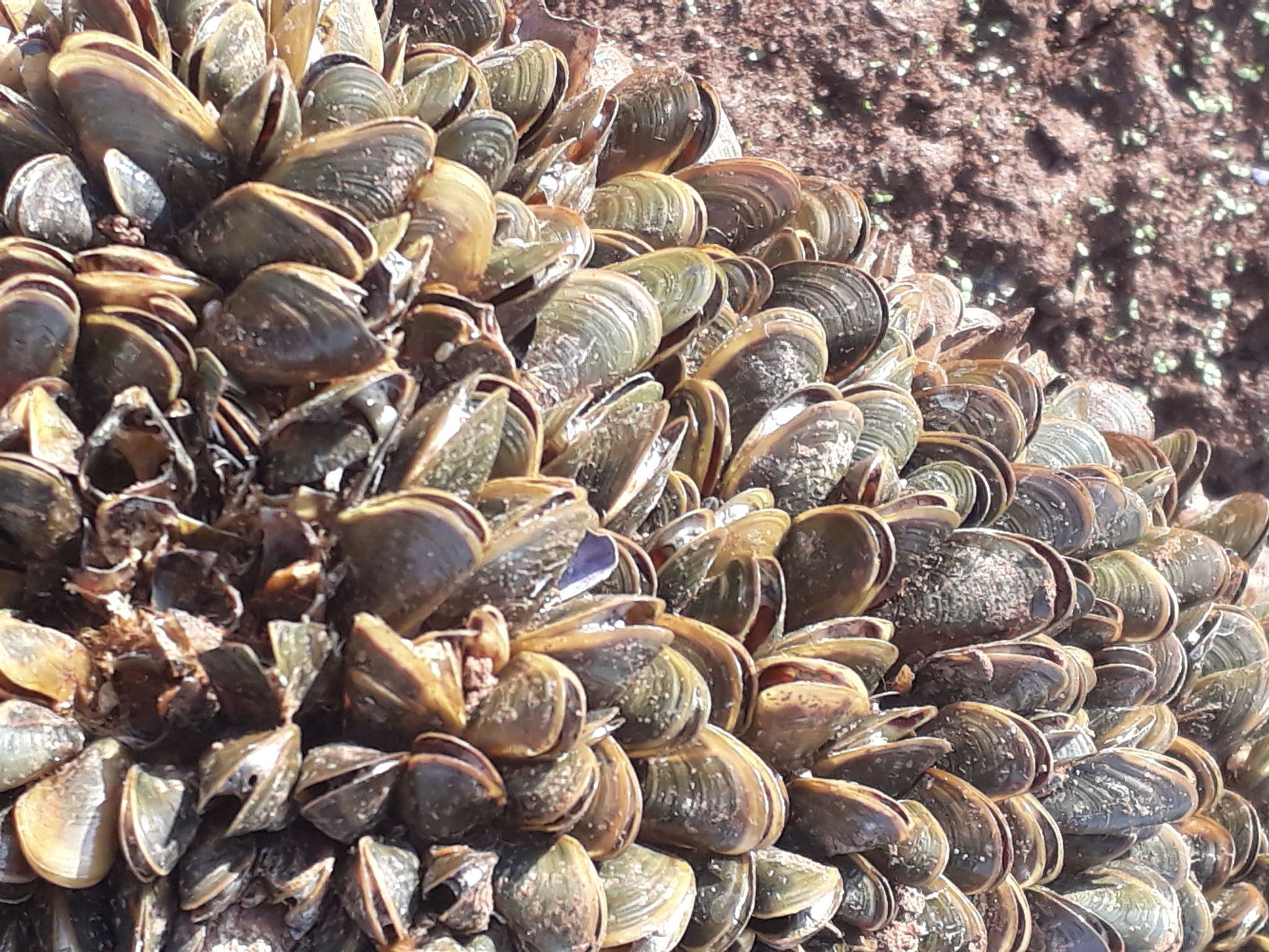 The Golden Mussel. Photo by Fernando Sessegolo.