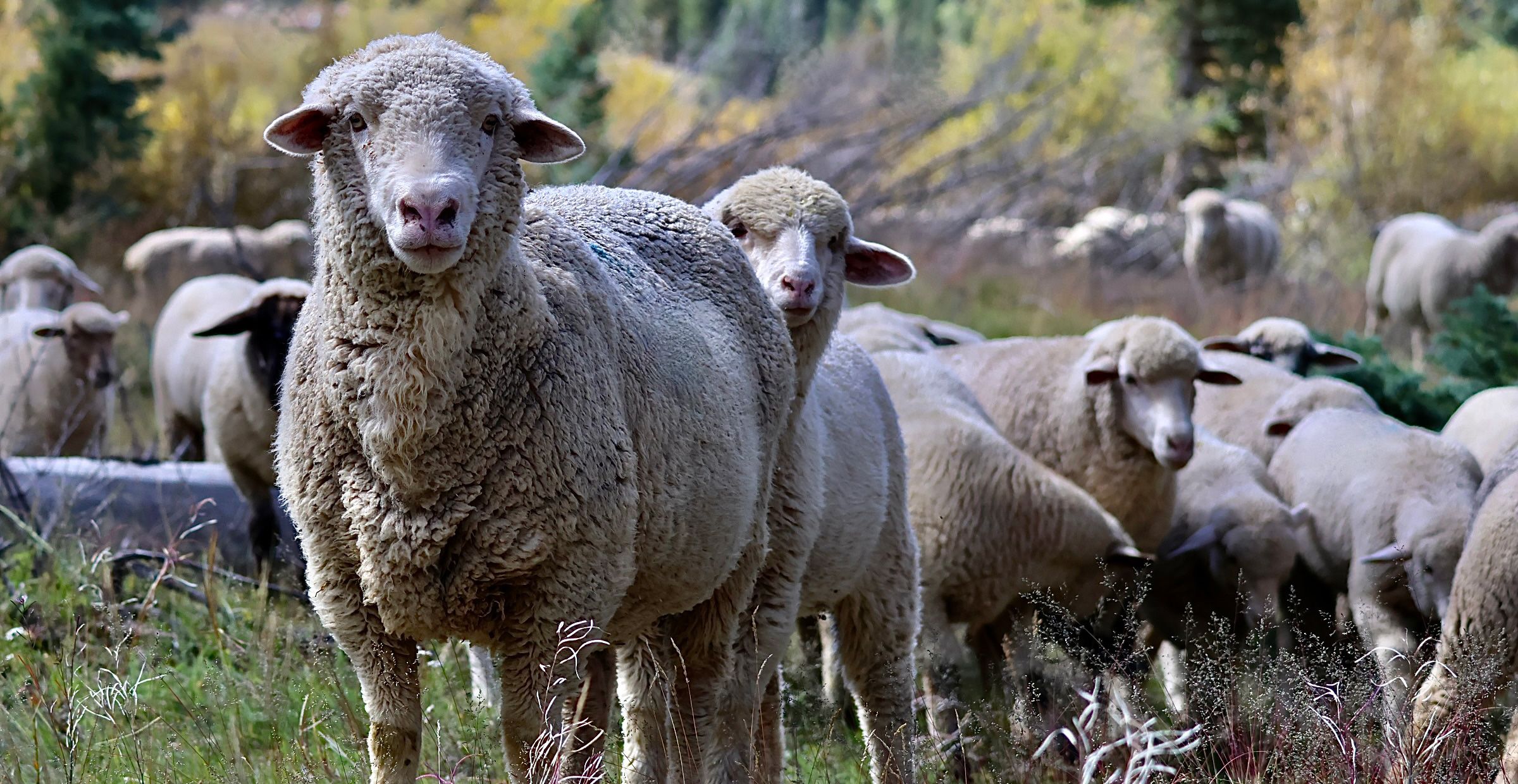 Net Positive for Nature on National Forests