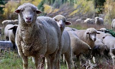 Net Positive for Nature on National Forests