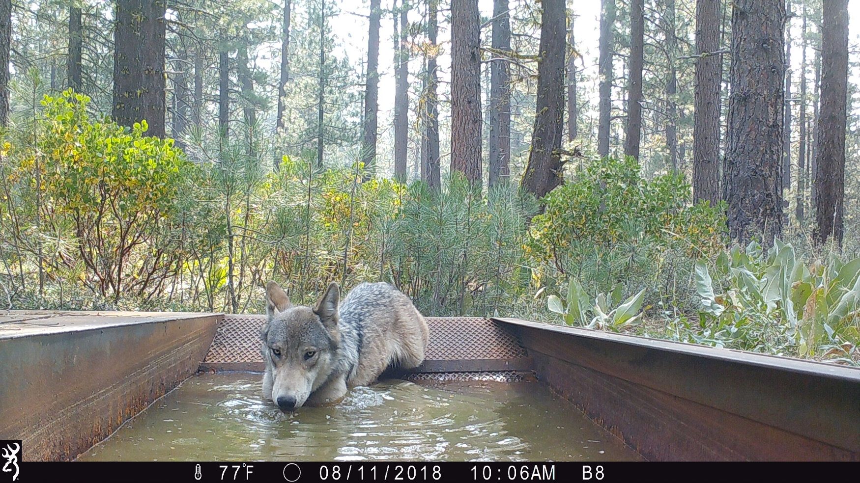 An adult gray wolf drinks from a water guzzler in Lassen National Forest, August 2018. Photo by T. Rickman, U.S. Forest Service.
