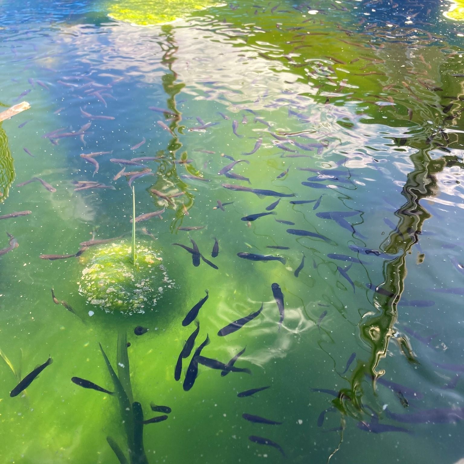 Mosquito fish in a stagnant pond. Image courtesy of Nevada County Environmental Health.