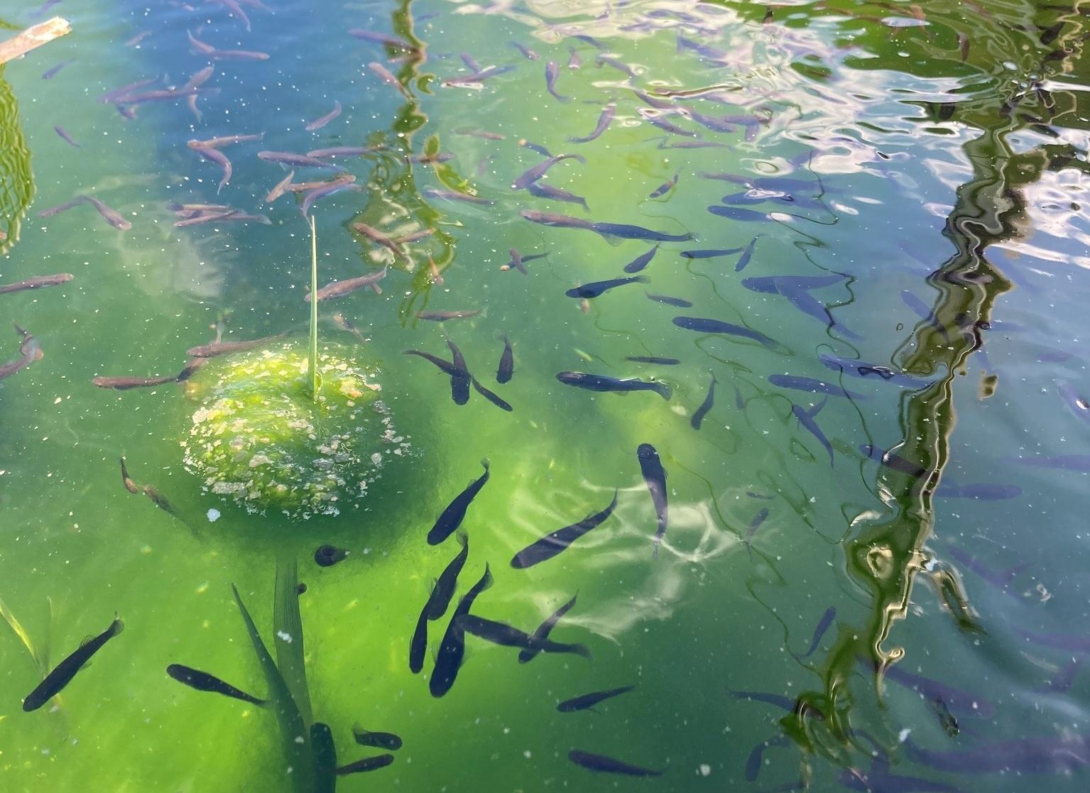 Mosquito fish in a stagnant pond. Image courtesy of Nevada County Environmental Health.